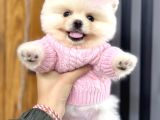 Pomerri̇an Boo Sevi̇mli̇ Yavrular
