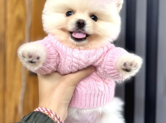 Pomerri̇an Boo Sevi̇mli̇ Yavrular görsel
