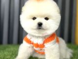 POMERRİAN BOO SEVİMLİ YAVRULAR