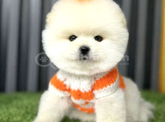 Pomerri̇an Boo Sevi̇mli̇ Yavrular
