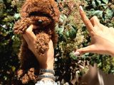 Orjinal Kore En Küçük Poodle