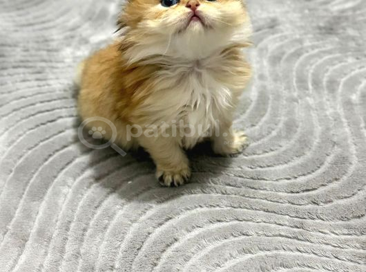 Golden Bri̇ti̇sh Longhai̇r görsel