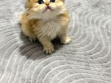 Golden Bri̇ti̇sh Longhai̇r