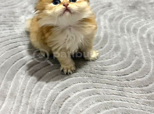 Golden Bri̇ti̇sh Longhai̇r görsel