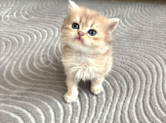 Golden Bri̇ti̇sh Longhai̇r görsel