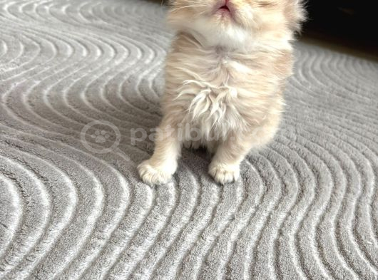 Golden Bri̇ti̇sh Longhai̇r görsel