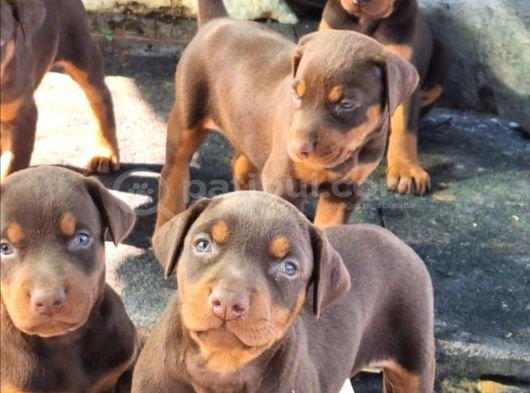 Safkan King Doberman Yavrular