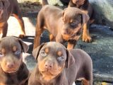 Safkan King Doberman Yavrular
