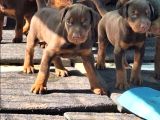 Safkan King Doberman Yavrular