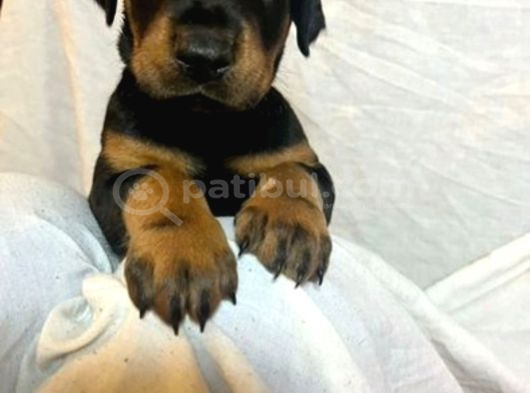 Safkan King Doberman Yavrular görsel
