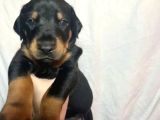 Safkan King Doberman Yavrular