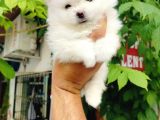 Kar Beyazı Pomeranian Yavruları