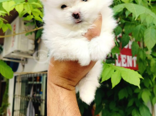 Kar Beyazı Pomeranian Yavruları görsel