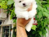 Kar Beyazı Pomeranian Yavruları