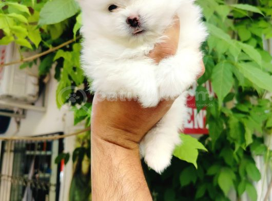 Kar Beyazı Pomeranian Yavruları görsel
