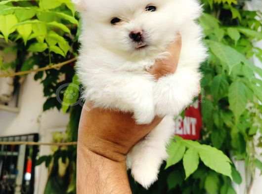 Kar Beyazı Pomeranian Yavruları görsel