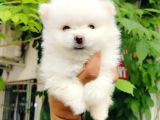 Kar beyazı pomeranian yavruları