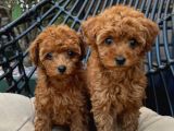 Toypoodle Yavrularımız