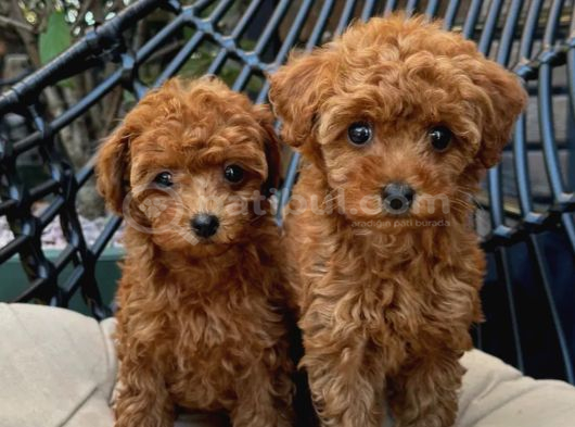 Toypoodle Yavrularımız görsel