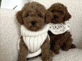 Toypoodle yavrularımız