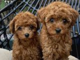 Toypoodle Yavrularımız