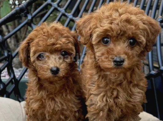 Toypoodle Yavrularımız görsel