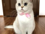 Kedi görünümlü melekler