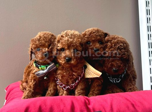 A Kalite Mini Boy Red Brown Toy Poodle