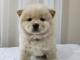 Üst Kali̇te Chow Chow  Yavrularimiz