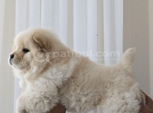 Üst Kali̇te Chow Chow  Yavrularimiz görsel