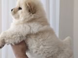 Üst Kali̇te Chow Chow  Yavrularimiz