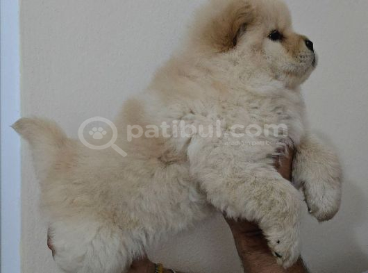 Üst Kali̇te Chow Chow  Yavrularimiz görsel
