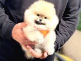 Ayı Teedy Pomerri̇an Boo Sevi̇mli̇ Yavrular