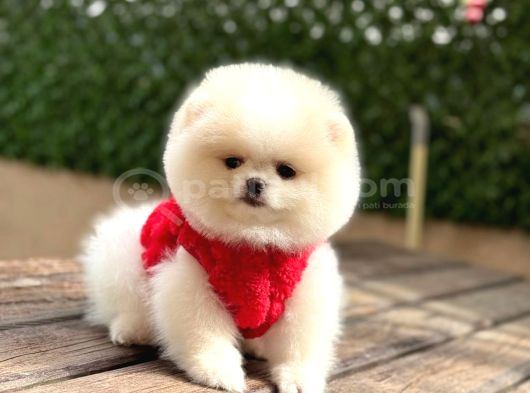 Ayı Teedy Pomerri̇an Boo Sevi̇mli̇ Yavrular görsel