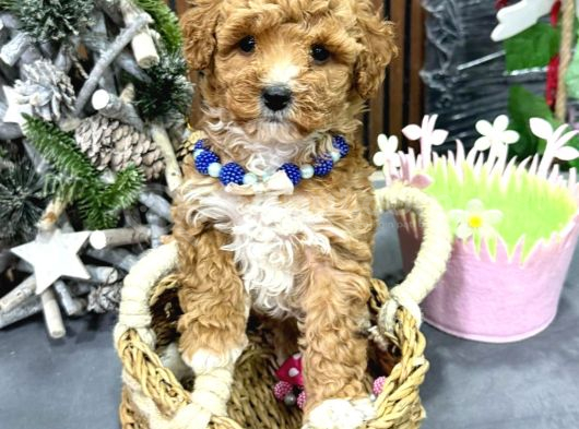 KAHVE TONLU MALTİPOO CİNSİ YAVRULAR