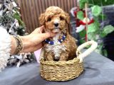 Kahve Tonlu Malti̇poo Ci̇nsi̇ Yavrular