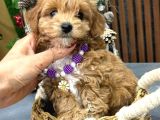 Kahve Tonlu Malti̇poo Ci̇nsi̇ Yavrular