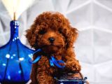 Kırmızı Kahve Rengiyle Göz Alıcı Toy Poodle