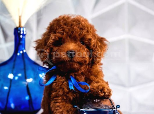 Kırmızı Kahve Rengiyle Göz Alıcı Toy Poodle