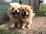 ÜST KALİTE CHOW CHOW  YAVRULARIMIZ