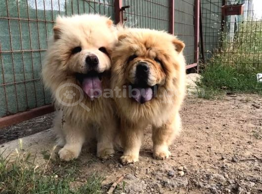 Üst Kali̇te Chow Chow  Yavrularimiz