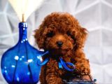 Kırmızı Kahve Rengiyle Göz Alıcı Toy Poodle