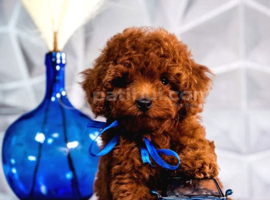 Kırmızı Kahve Rengiyle Göz Alıcı Toy Poodle görsel
