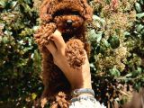 Orjinal Kore En Küçük Poodle