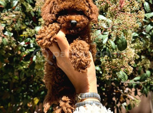 Orjinal Kore En Küçük Poodle görsel