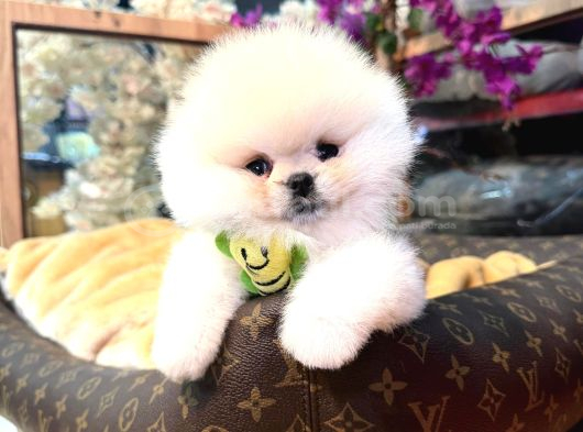 Pomerri̇an Boo Sevi̇mli̇ Yavrular görsel