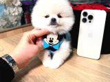 Pomerri̇an Boo Sevi̇mli̇ Yavrular