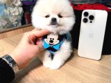 POMERRİAN BOO SEVİMLİ YAVRULAR