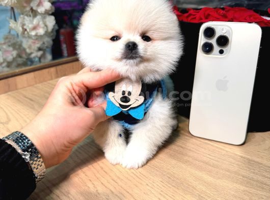 Pomerri̇an Boo Sevi̇mli̇ Yavrular