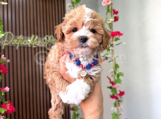 Orjinal Maltipoo Yavru